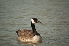 Canada Goose Swimming On A Pond Royalty Free Stock Images