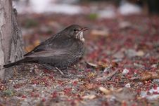 Female Blackbird Royalty Free Stock Image Female Blackbird Royalty Free Stock Image