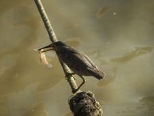 Chinese Pond Heron Stock Photography