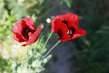 Poppy Field With Red Flowers Royalty Free Stock Images Poppy Field With Red Flowers Royalty Free Stock Images