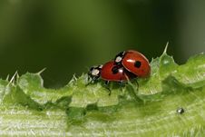 Ladybirds Royalty Free Stock Images