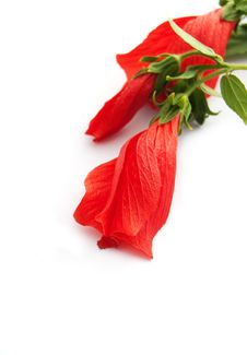 Hibiscus Flower Buds Stock Photos Hibiscus Flower Buds Stock Photos
