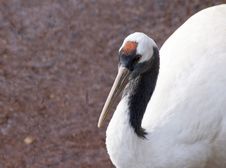 Red Crowned Crane Royalty Free Stock Photos Red Crowned Crane Royalty Free Stock Photos