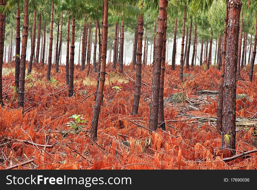 Misty pine forest with ground covered in red coloured fallen branches and pine needles