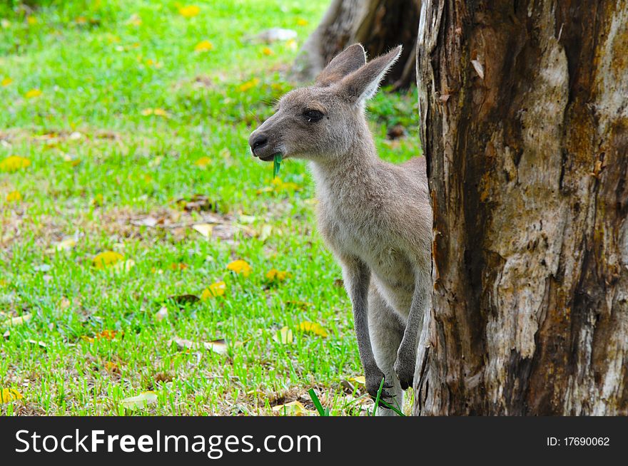 Eastern Grey Kangaroo (Macropus giganteus) Looking from Behind of a Tree