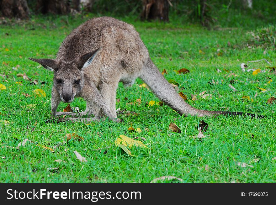 Eastern Grey Kangaroo (Macropus giganteus) Eating Grass