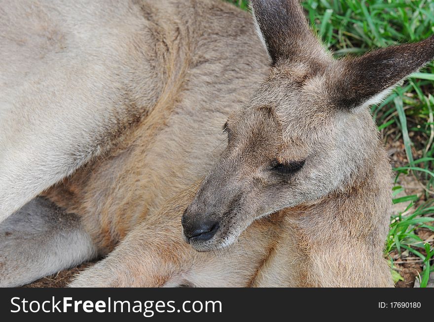 Close-up Portrait of a Resting Kangaroo