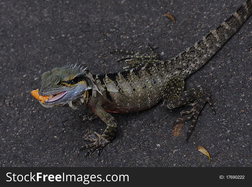 Australian Eastern Water Dragon (Physignathus lesueurii lesueurii) on Grey Background with Food in its Mouth. Australian Eastern Water Dragon (Physignathus lesueurii lesueurii) on Grey Background with Food in its Mouth
