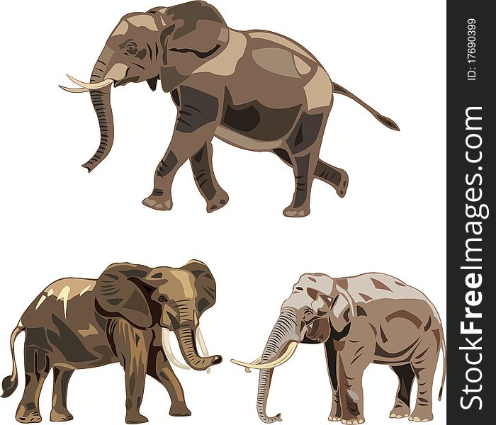 The African savannah elephant , the African forest elephant and Asian elephant. The African savannah elephant , the African forest elephant and Asian elephant