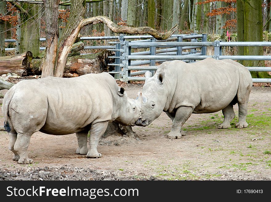 Rhino rhinoceros animal nature africa