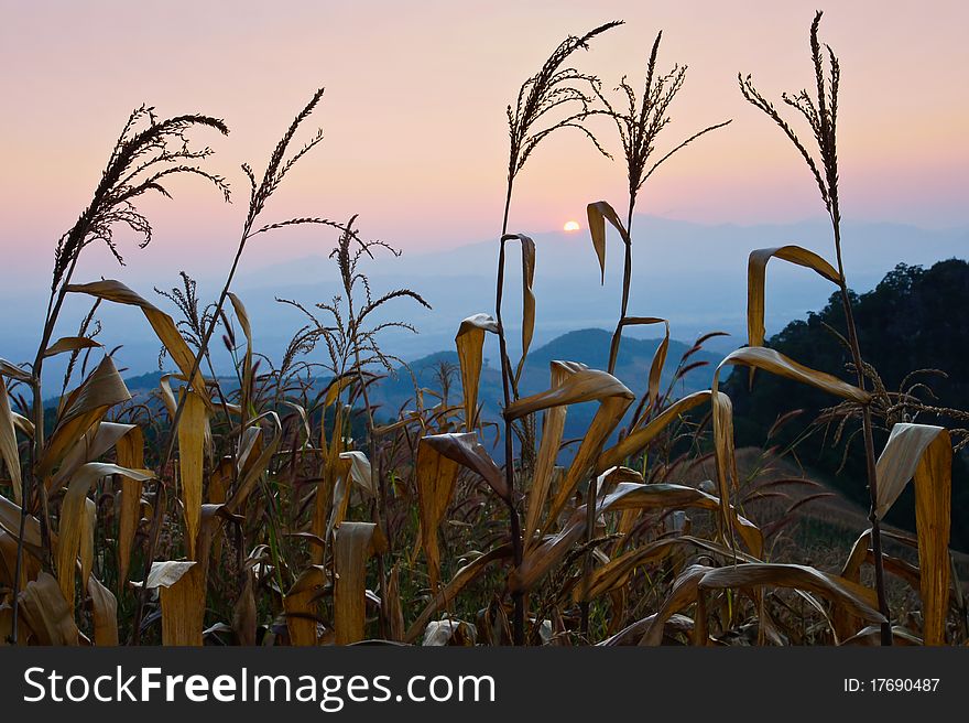 Detail of corn field in the autumn against cloudy sky