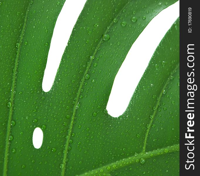 Leaf of a monstera with water drops