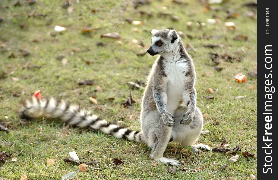 Ring tailed lemur in zoo