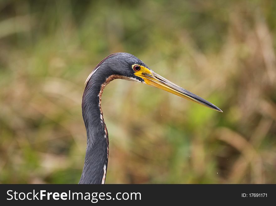 A close-up of a beautiful tricolored heron in Southern Florida in March.