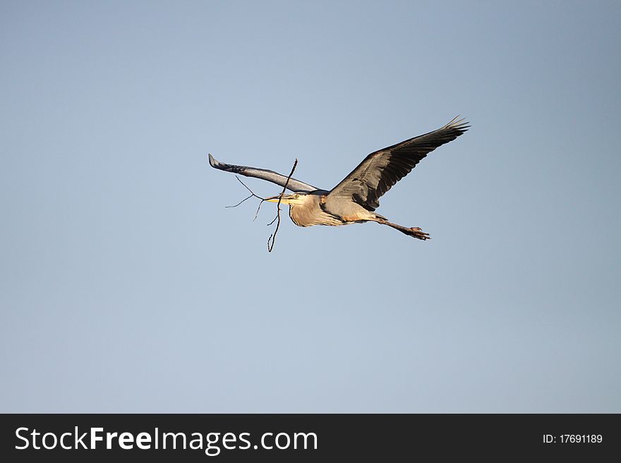 A large Great Blue Heron carrying a stick back to his nest in southern Florida. A large Great Blue Heron carrying a stick back to his nest in southern Florida.