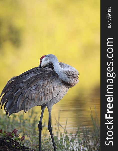 A large Sandhill Crane preening its feathers in southern Florida.