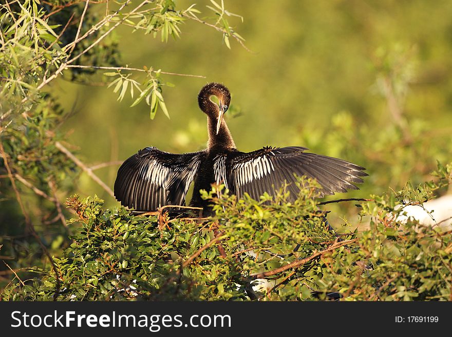 Anhinga preening