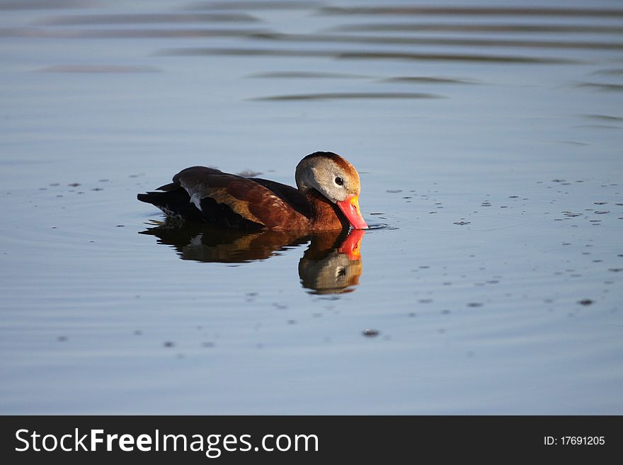 A beautiful Black-bellied Whistling-duck (Dendrocygna autumnalis) swimming through peaceful blue water in Florida.
