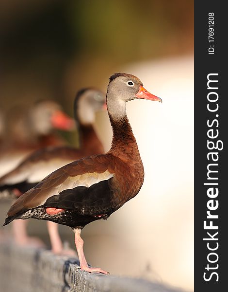 A group of Black-bellied Whistling-ducks standing on a fence in southern Florida.