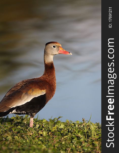 A beautiful Black-bellied Whistling-duck (Dendrocygna autumnalis) standing on some green leaves in Florida.