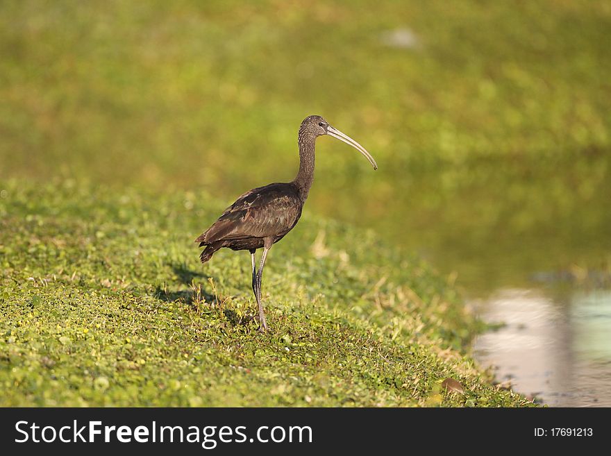 A Glossy Ibis standing in grass near a pond in southern Florida.