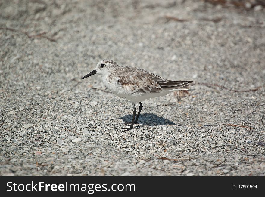 A Sanderling stands on the sand of a Gulf Coast Florida beach. A Sanderling stands on the sand of a Gulf Coast Florida beach.