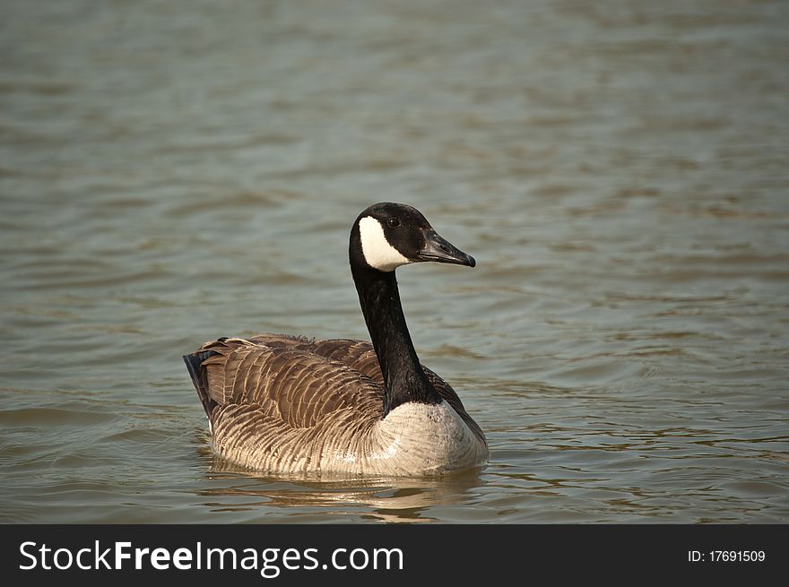 Canada Goose Swimming On A Pond