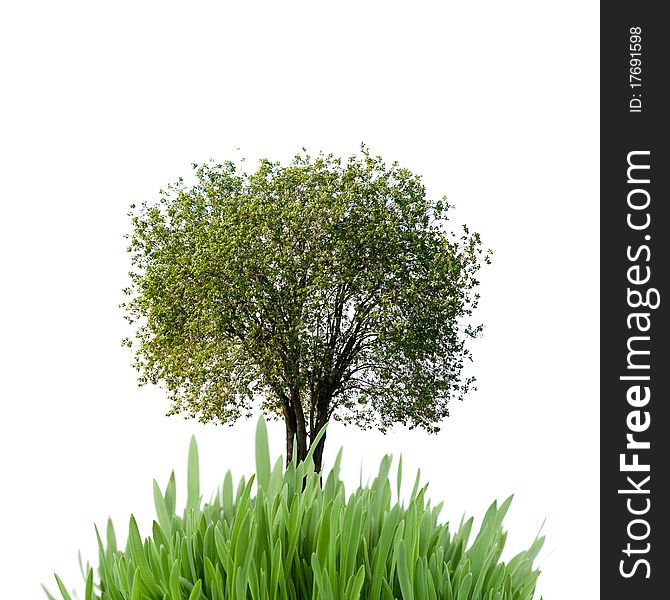 Tree and grass isolated on a white background