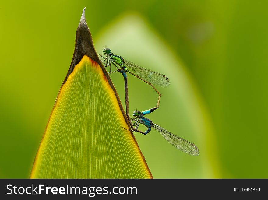 Damselflies mating