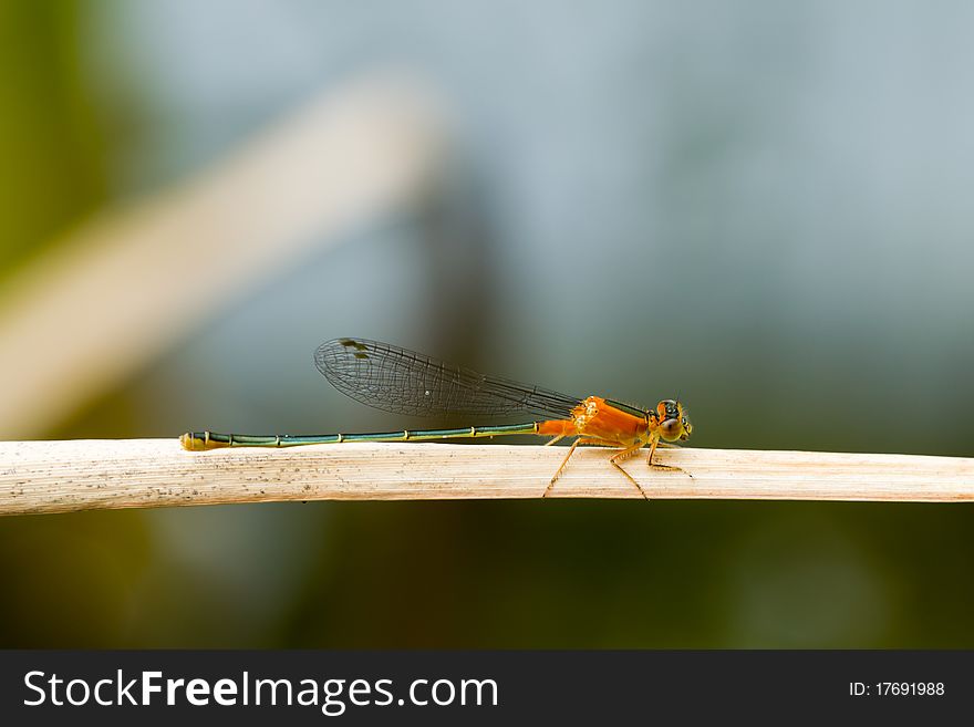 An orange damselfy perched on a twig. An orange damselfy perched on a twig