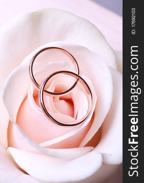 Wedding rings on cream rose