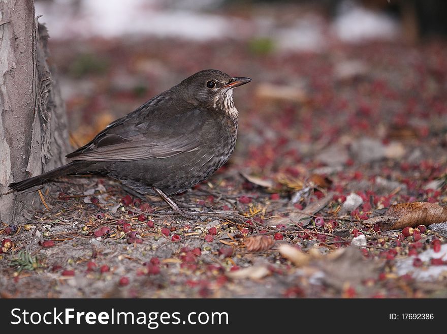 Female blackbird