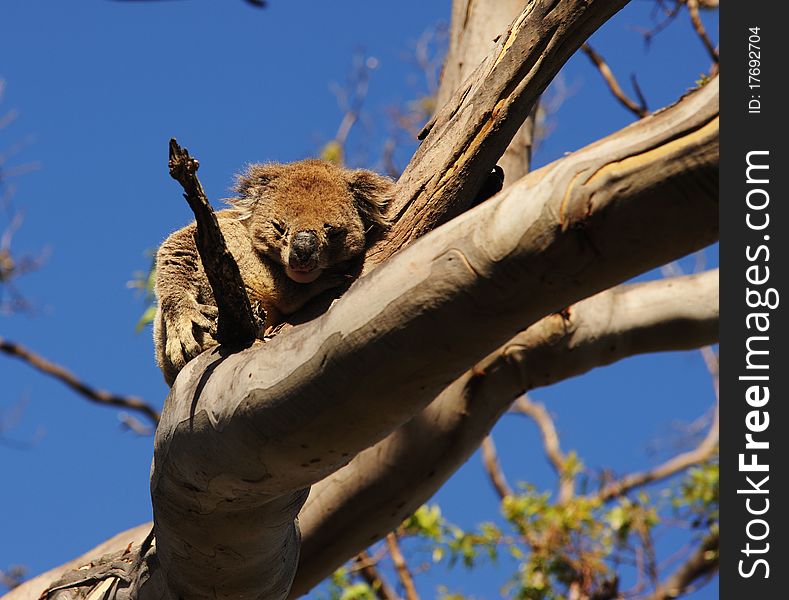 Koala On A Tree