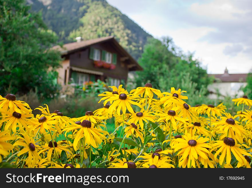 View on flowers with mountains and house on background. View on flowers with mountains and house on background