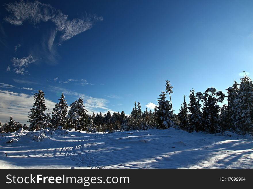 Forest under snow in the mountain pass at 1000 meters altitude, France.