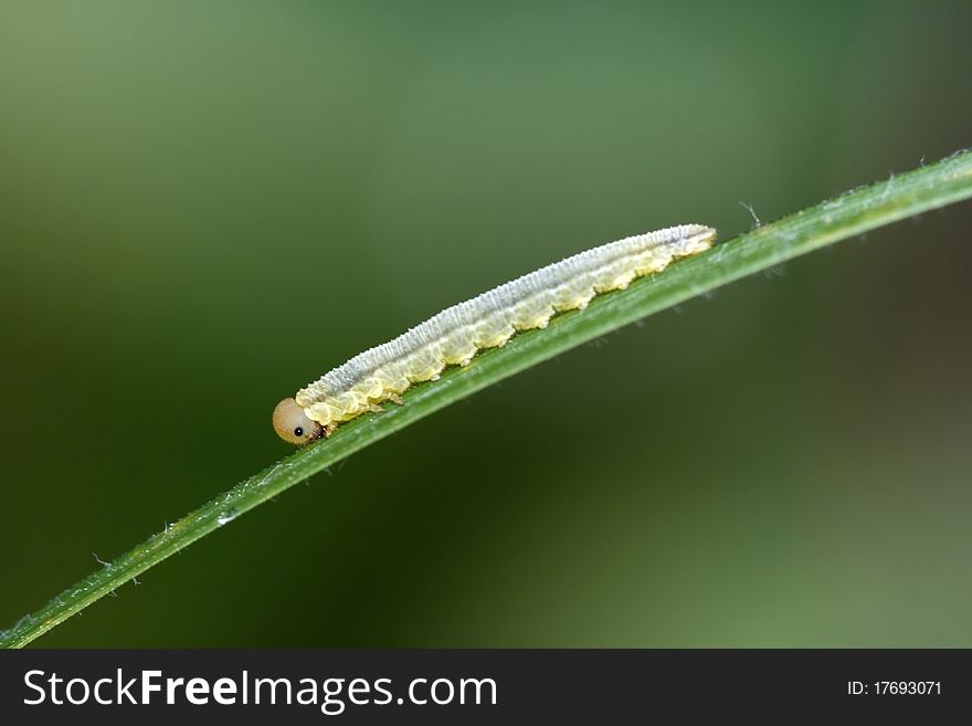Caterpillar crawling along blades of grass