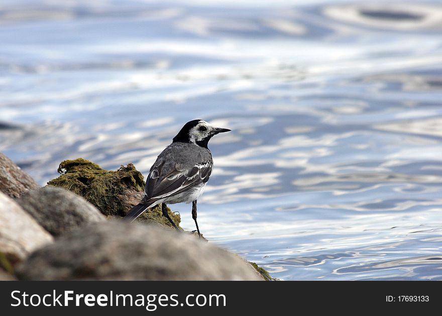 White Wagtail sitting on the stone