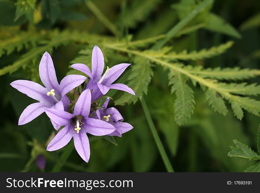 Blooming in spring violet flowers