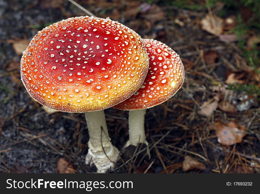 Red-white fly agaric mushrooms