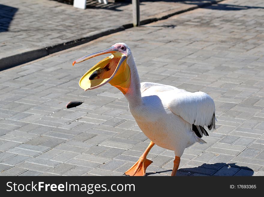 Pelican Eating Fish