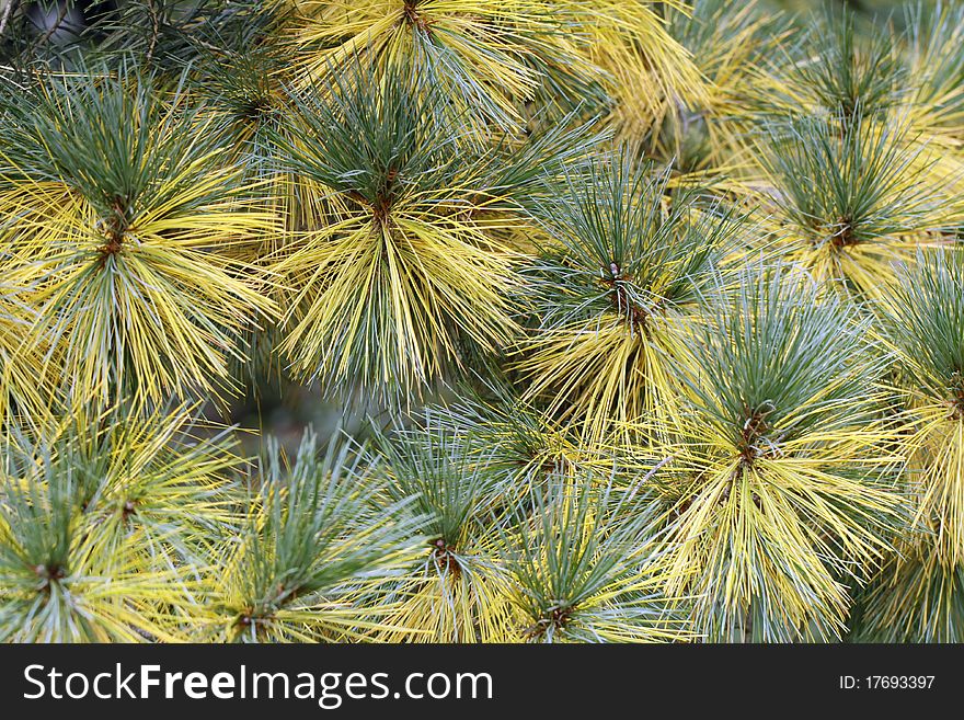 The green and yellow twigs of the pine. The green and yellow twigs of the pine