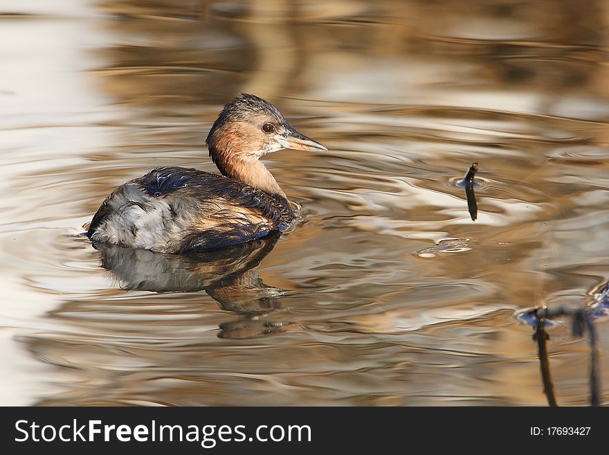 Little Grebe, reflecting the color of the water