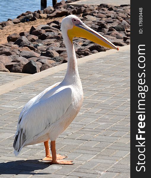 Lonesome pelican on paved beachfront.