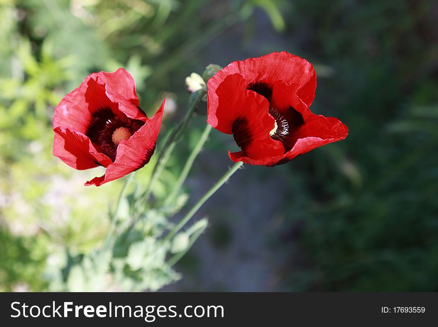 Poppy field with red poppies. Poppy field with red poppies