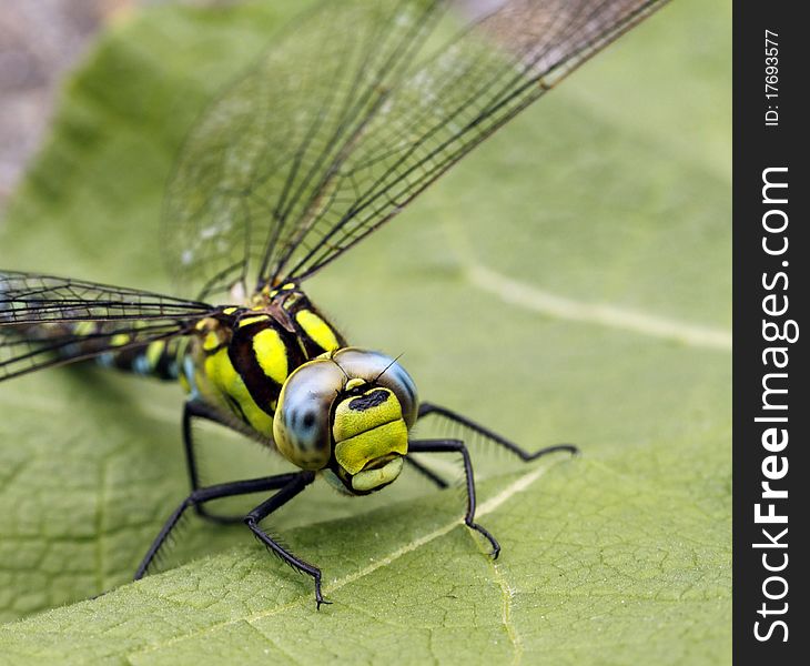 Dragonfly sitting on the leaf