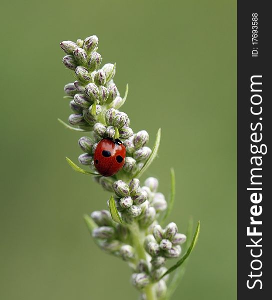 Ladybird on the green leaf