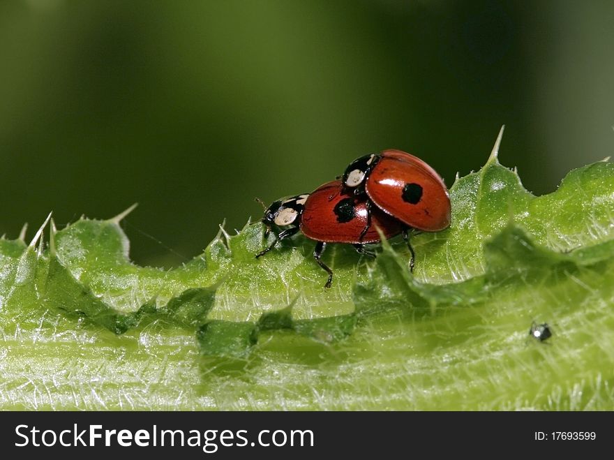 Two Ladybirds on the green leaf