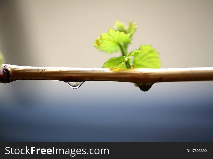 Close-up image of raindrops falling on the plant. Close-up image of raindrops falling on the plant