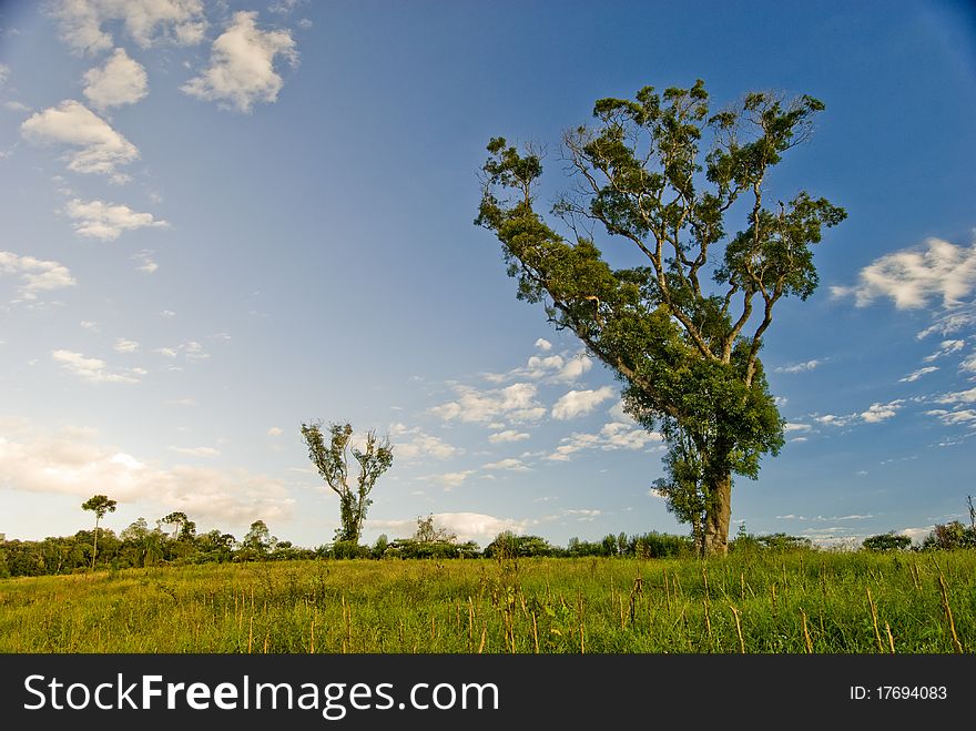 Tree in field