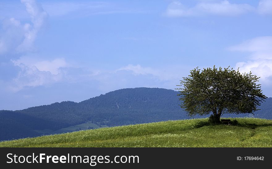 Lonely Tree With Wooden Bench